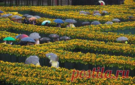 Фотогалерея: 125 000 подсолнухов для Винсента ван Гога - Новости Mail.Ru