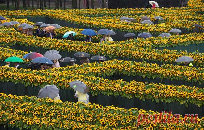 Фотогалерея: 125 000 подсолнухов для Винсента ван Гога - Новости Mail.Ru