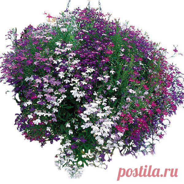 Ампельная лобелия. Однолетник для Ленивого сада.