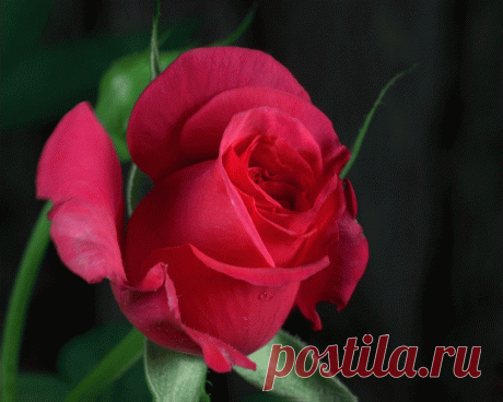 гифки: 2 тыс изображений найдено в Яндекс Картинках