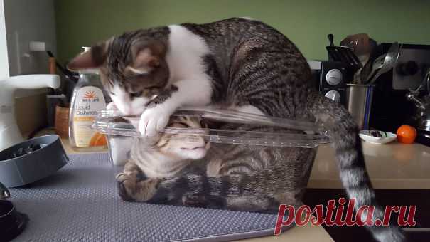 Четверолапые бунтари и анархисты по соседству с нами