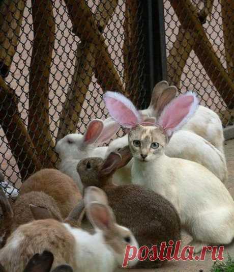 Мастера маскировки / Питомцы