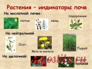 Кислотность без химического анализа | Сад и Огород