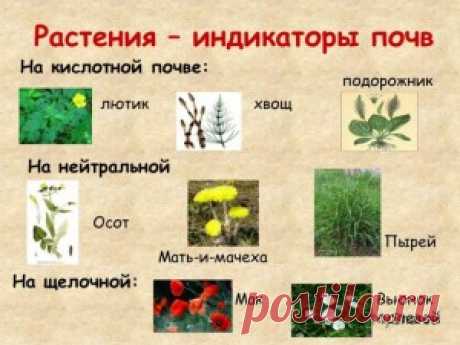 Кислотность без химического анализа | Сад и Огород