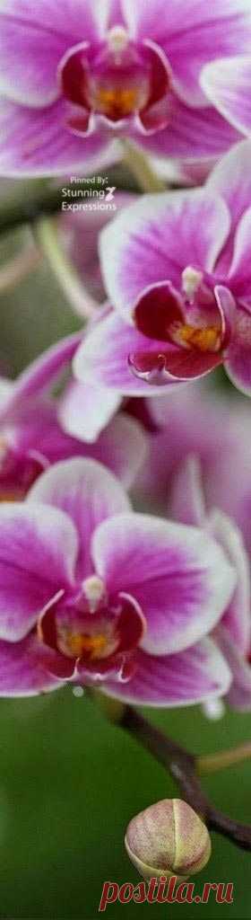 (33) Pinterest