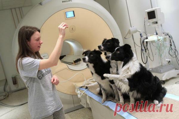 Почему собака хорошо понимает, что мы говорим | Все умницы