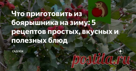 Что приготовить из боярышника на зиму: 5 рецептов простых, вкусных и полезных блюд