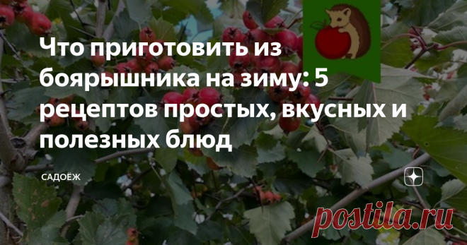 Что приготовить из боярышника на зиму: 5 рецептов простых, вкусных и полезных блюд