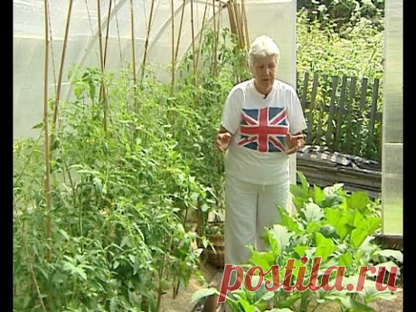 Советы тети Тани. Первые кисти томатов