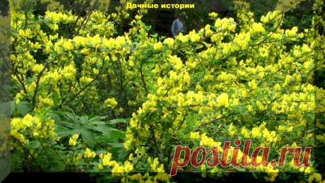 Ракитник. Куст редкой красоты с королевского герба, способный украсить любой участок. | Дачные истории | Яндекс Дзен