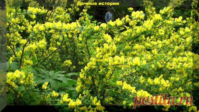 Ракитник. Куст редкой красоты с королевского герба, способный украсить любой участок. | Дачные истории | Яндекс Дзен
