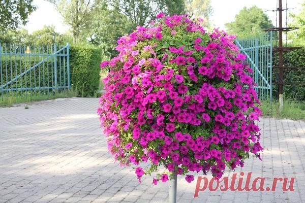 Петунии: классификация сортов и гибридов. Фото