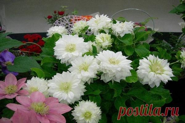 Описание клематиса дачес оф эдинбург - Журнал садовода Ryazanameli.ru