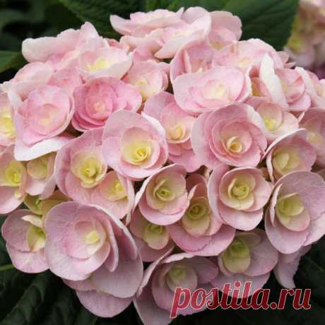 Купить Гортензия крупнолистная Hydrangea macrophylla You & Me Love - в питомнике ФлориниЛандшафтная компания ФЛОРИНИ