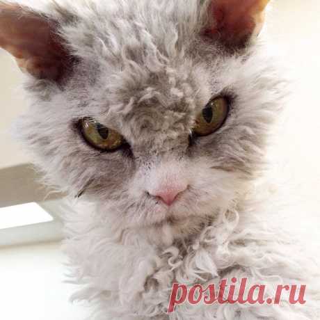 Суровый кот в овечьей шкуре
 
Неординарный кот по кличке Альберт, прославившийся благодаря инстаграму, настолько суров, что у него даже шерсть вьется, как у овец.