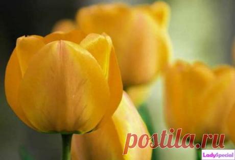 Тюльпаны садовые: посадка и уход - Женский журнал LadySpecial.ru