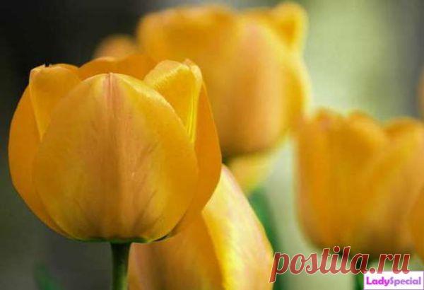 Тюльпаны садовые: посадка и уход - Женский журнал LadySpecial.ru