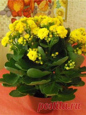 Уход за каланхоэ в домашних условиях: фото и названия видов, пересадка и размножение