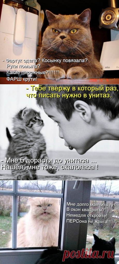 Котоматрицы..