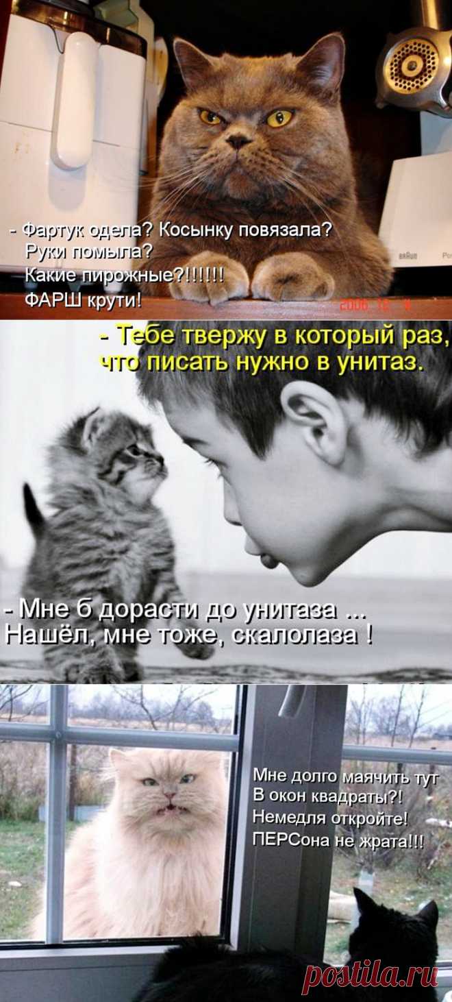 Котоматрицы..