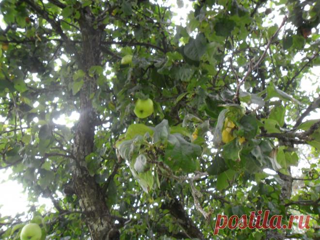 Солнечная яблоня.