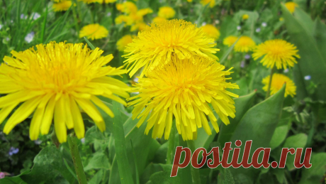 Картинка цветы, желтое 1600x900, фото 144454