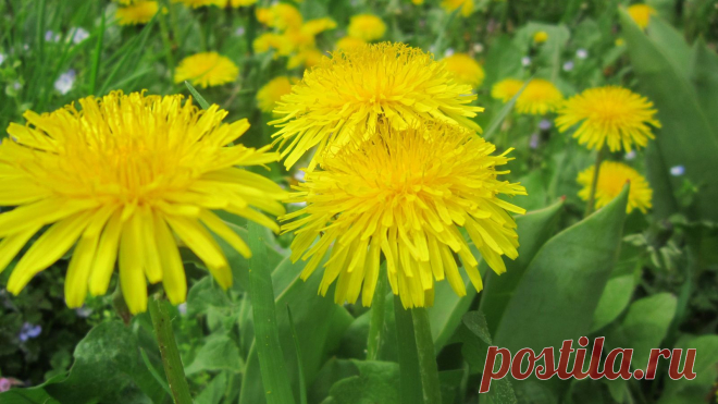 Картинка цветы, желтое 1600x900, фото 144454