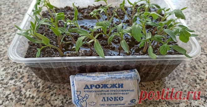 Общедоступная группа ОГОРОД☼ ҔЕЗ ХЛÔПÔТ① | Facebook