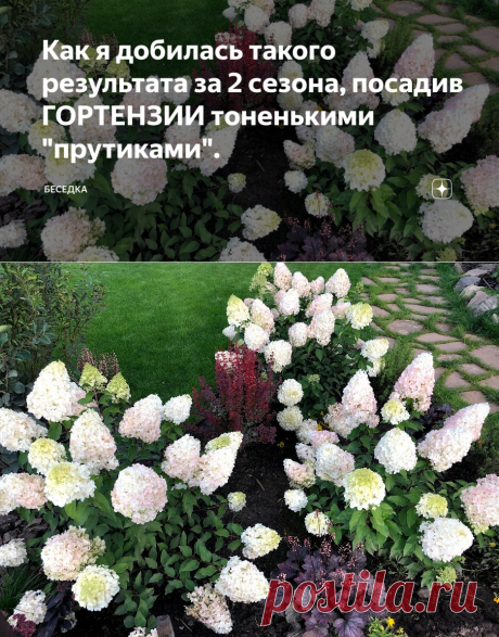 Как я добилась такого результата за 2 сезона, посадив ГОРТЕНЗИИ тоненькими &quot;прутиками&quot;. | Беседка | Яндекс Дзен