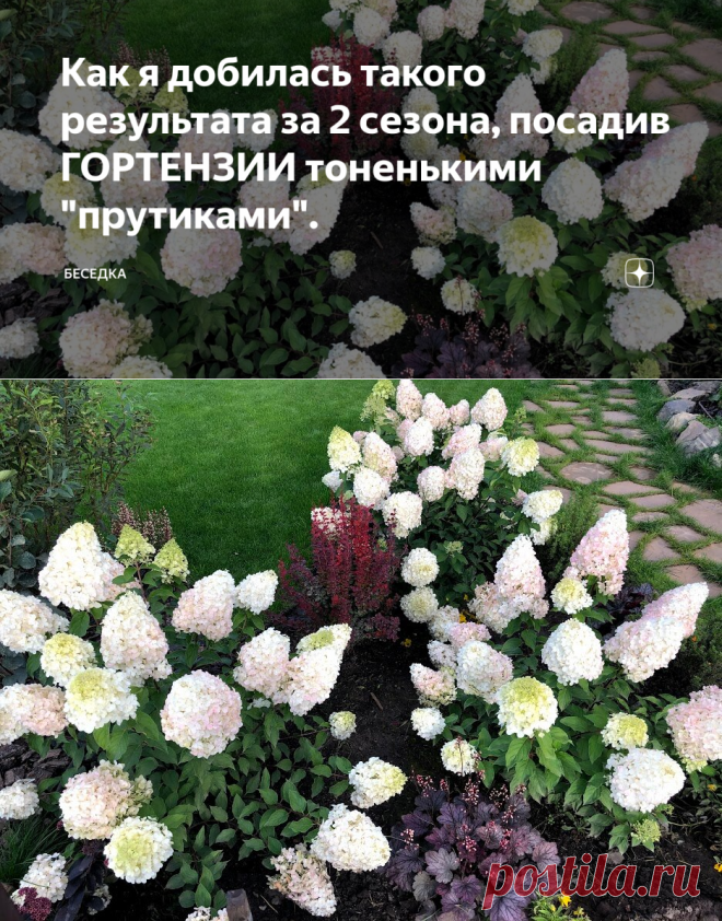 Как я добилась такого результата за 2 сезона, посадив ГОРТЕНЗИИ тоненькими 