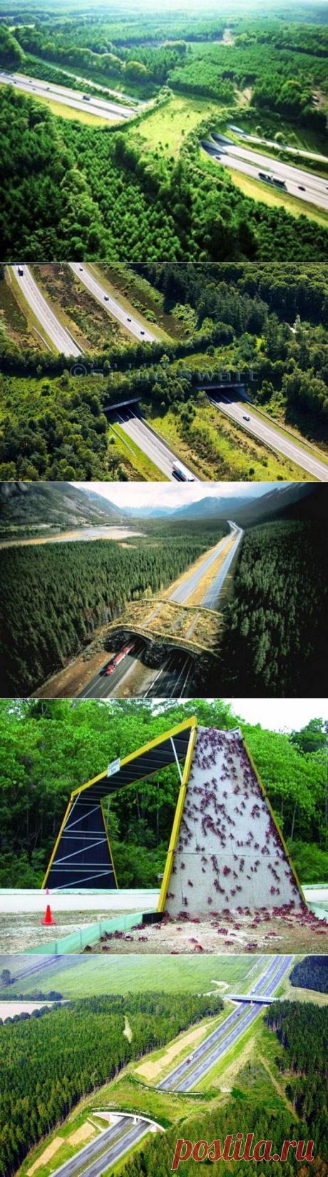 Мосты для животных