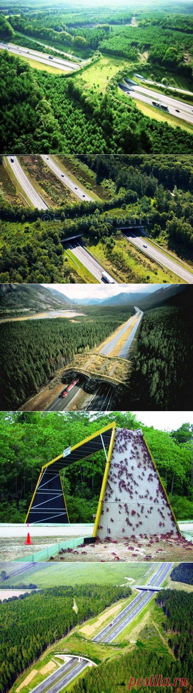 Мосты для животных