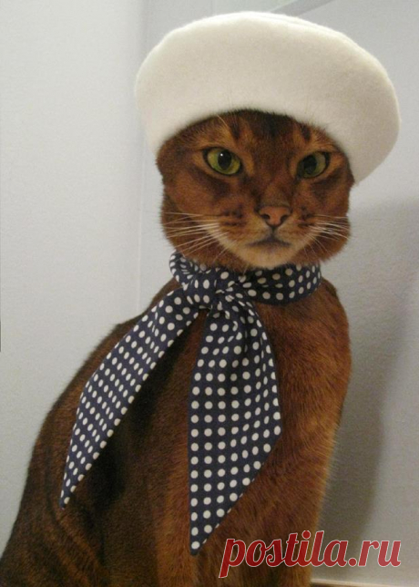 CatAtelier - Фото