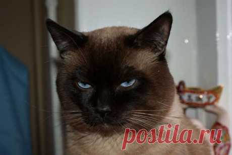 Ирбис не доволен.