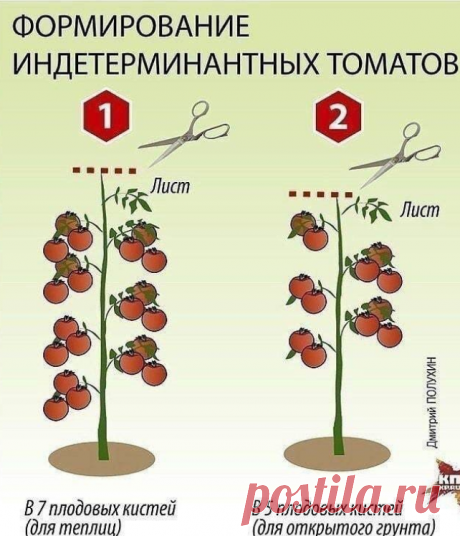 Как формировать кусты томатов

Индетерминантные томаты
У этих томатов рост неограничен. Первая плодовая кисть закладывается высоко над 10 - 12 листом. Нужно много времени, прежде чем куст наберет необходимую высоту, потом зацветет. Соцветия расположены редко, через 3 листа... Обычно поздние сорта. Именно эти сорта способны давать самые большие урожаи. Но в средней полосе их можно выращивать только в теплицах. Их обязательно нужно формировать.

Детерминантные томаты
Томаты-...
