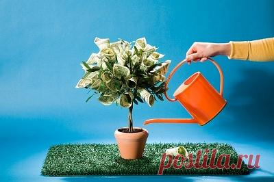 Долларовое дерево: растим богатство своими руками