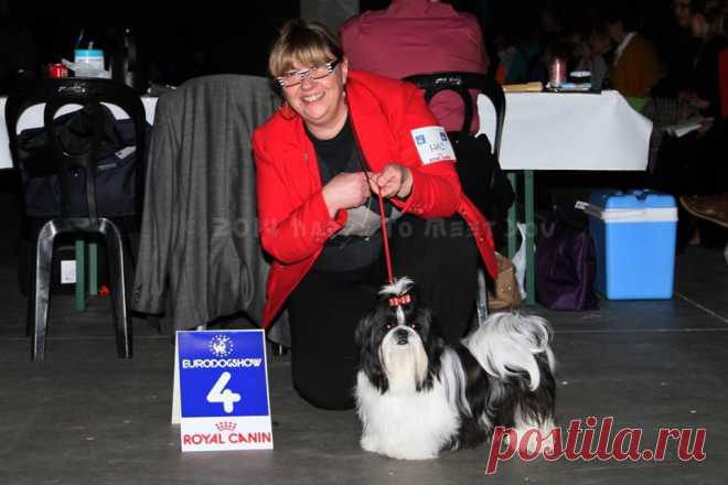 Kortrijk (Belgium)
Eurodogshow International Special Tibetan Breeds Show
Judge : Mrs Eva De Wine (B)
Chesvet Line Nikita
For her first time in Young Female Class at 10 months : 4th Exc. (over 7)