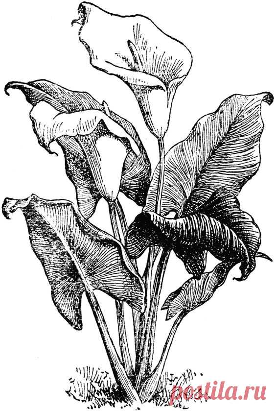 African plant, calla lilly.