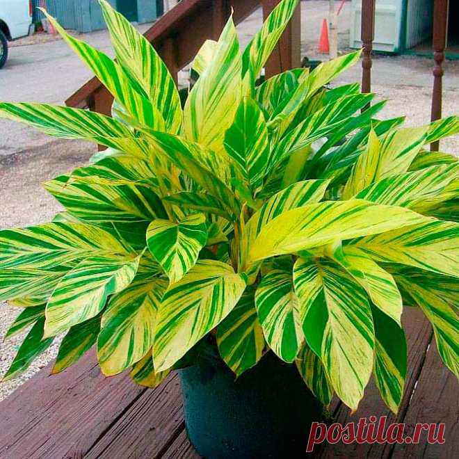 Комнатное растение Альпиния (Alpinia). Альпиния, чьей родиной является побережье Тихого океана, - новинка для цветоводов Европы. Выращивать ее берутся лишь опытные специалисты, поскольку растение хорошо себя чувствует в так называемых "тропических окнах", где круглогодично можно поддерживать высокую температуру и влажность.
