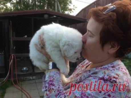 Пес - сухой нос