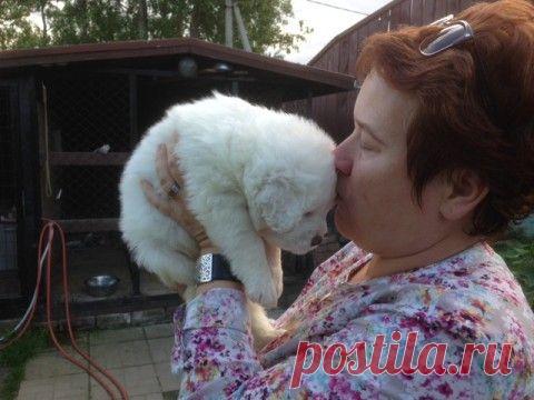 Пес - сухой нос