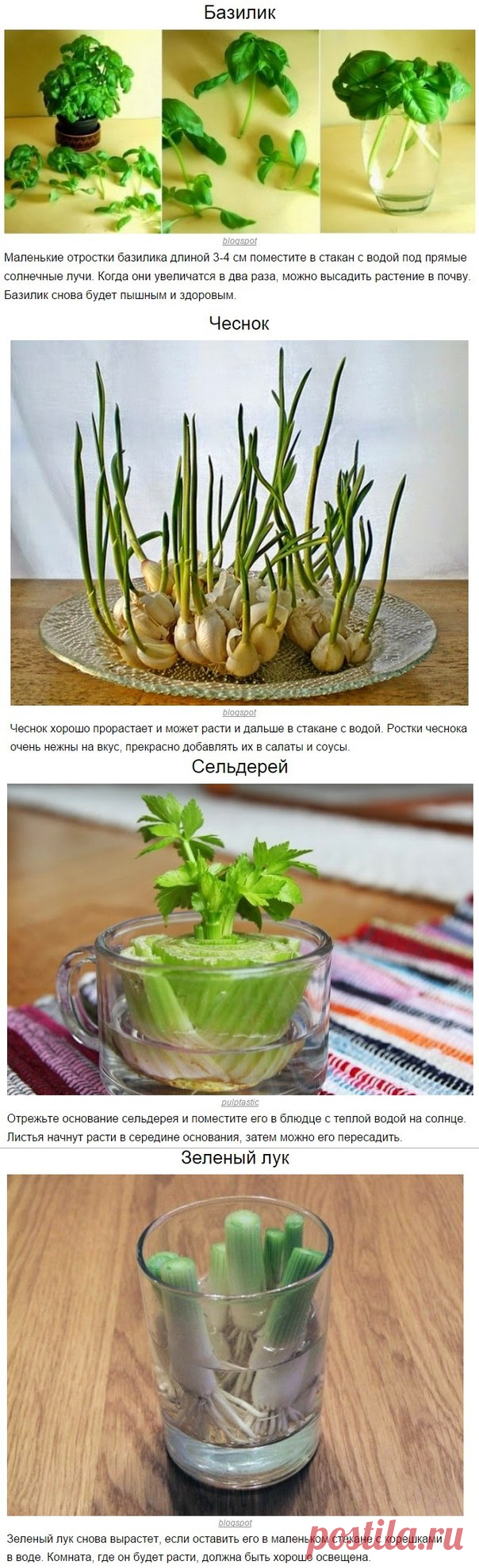 Овощи, которые можно раз купить, потом выращивать постоянно!.