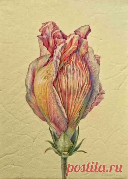 Jean Emmons | American Society of Botanical Artists
