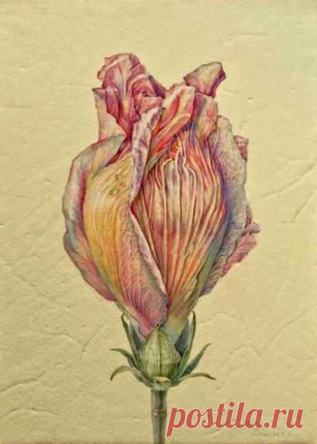 Jean Emmons | American Society of Botanical Artists