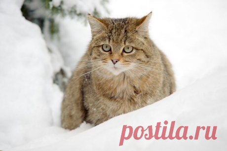 Дикая кошка в глубоком снегу - Фотогалерея природы: Wildcat - Focus Nature Nature Photography