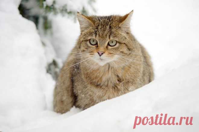 Дикая кошка в глубоком снегу - Фотогалерея природы: Wildcat - Focus Nature Nature Photography