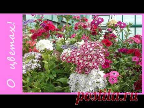Однолетние флоксы  Друммонда -  как посеять на рассаду?  Самые неприхотливые однолетники!