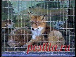 Видео в рубрике: "Наши домашние животные"