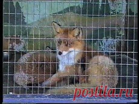 Видео в рубрике: &quot;Наши домашние животные&quot;