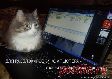 БлоКОТировка!